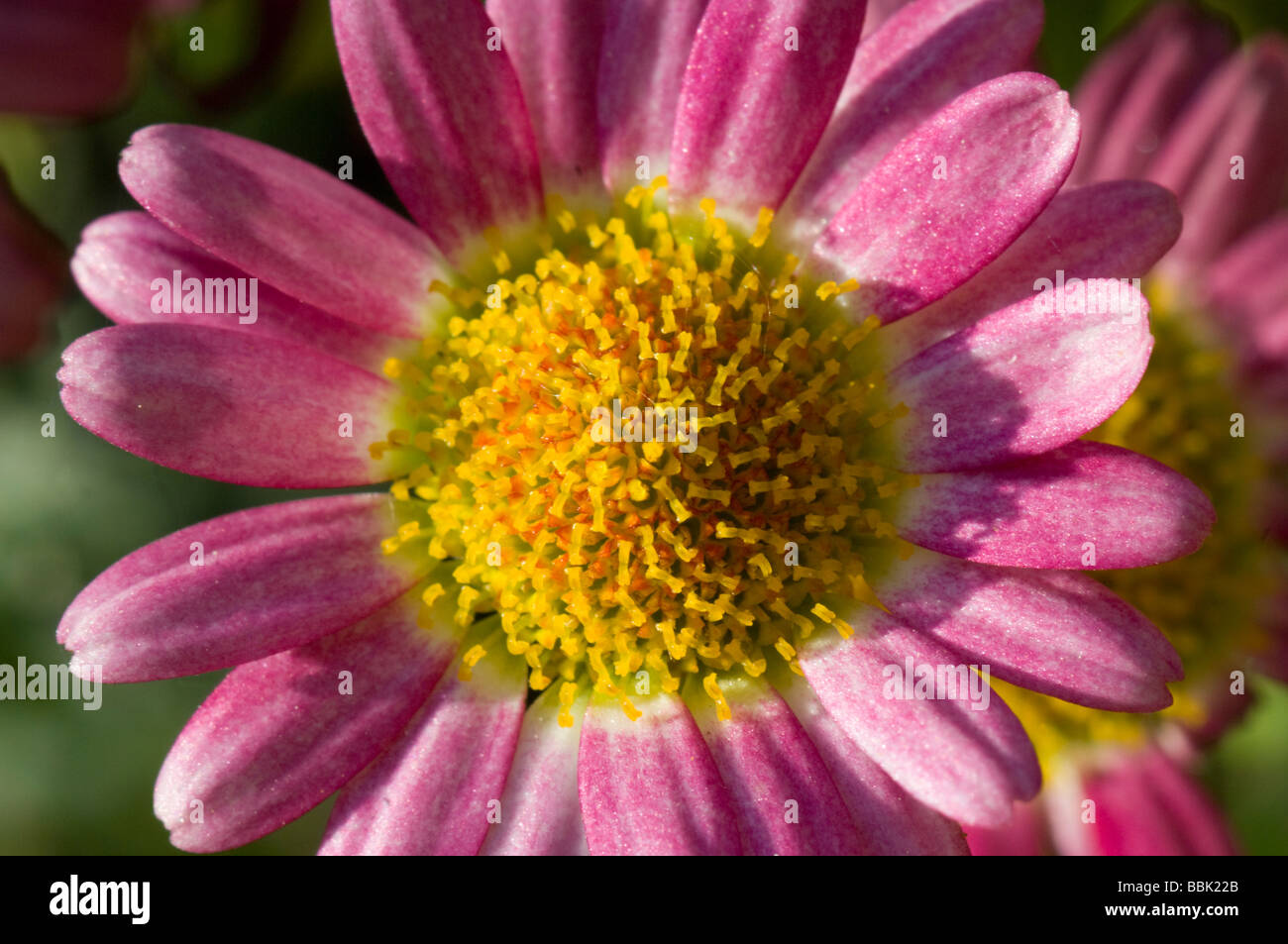 Pink Marguerite Daisy (Argyranthemum frutescens) Stock Photo