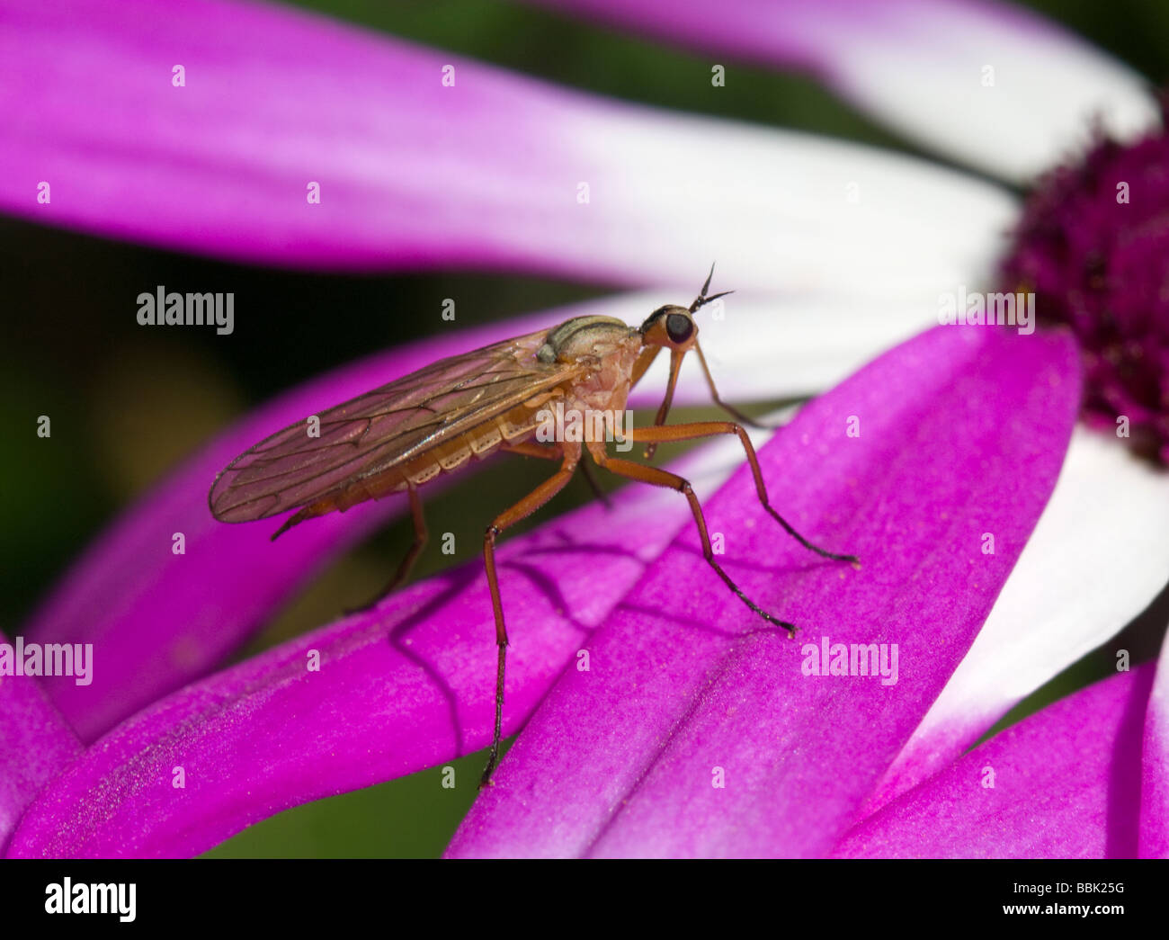 Dance Fly (Empis Xanthempis) digramma (Empididae) on Senetti Pericallis hybrida Magenta bicolour Surrey UK Stock Photo