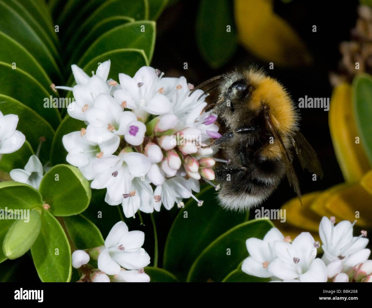 White tailed Bumblebee (Bombus lucorum), UK Stock Photo
