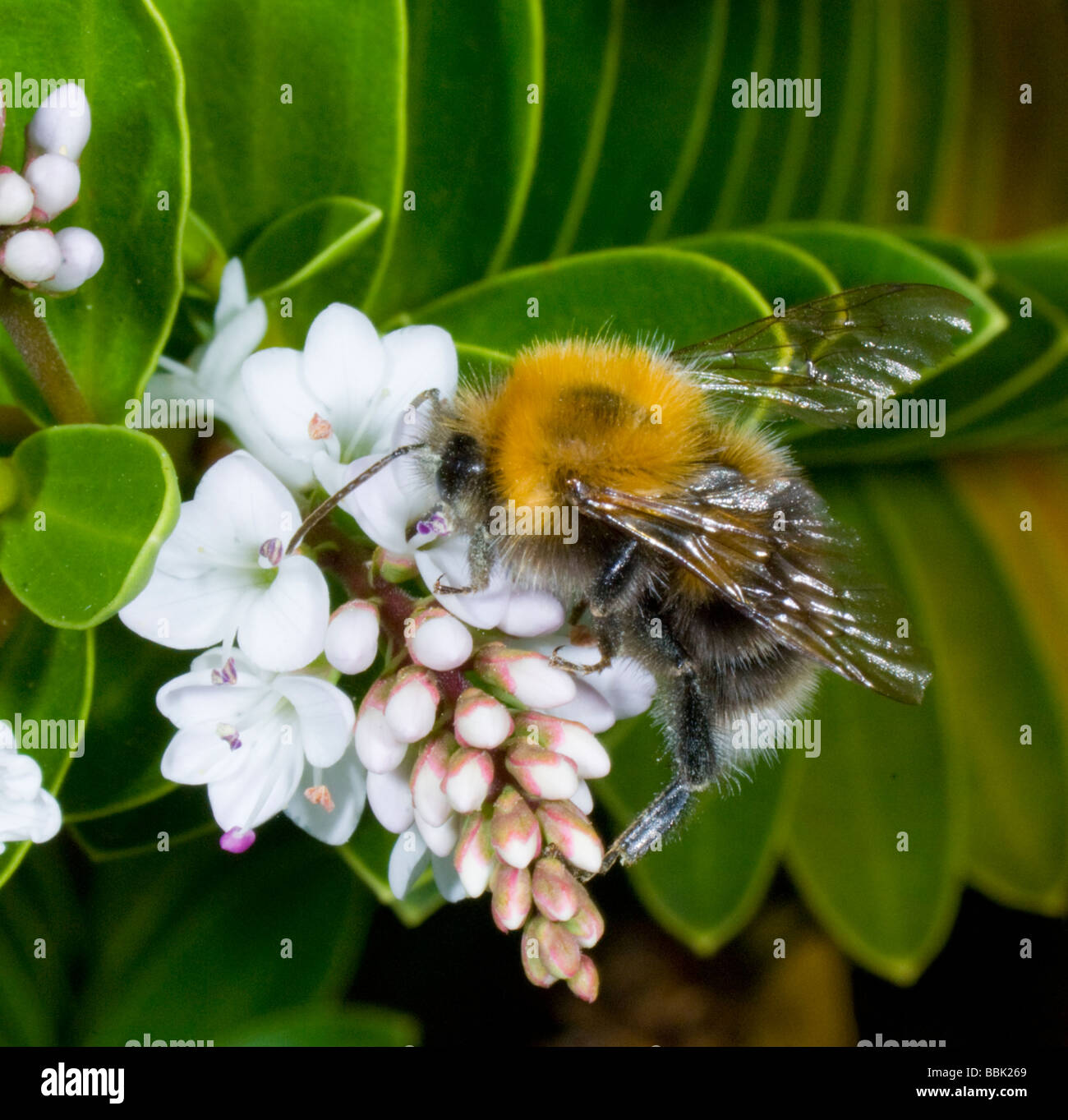 White tailed Bumblebee (Bombus lucorum), UK Stock Photo