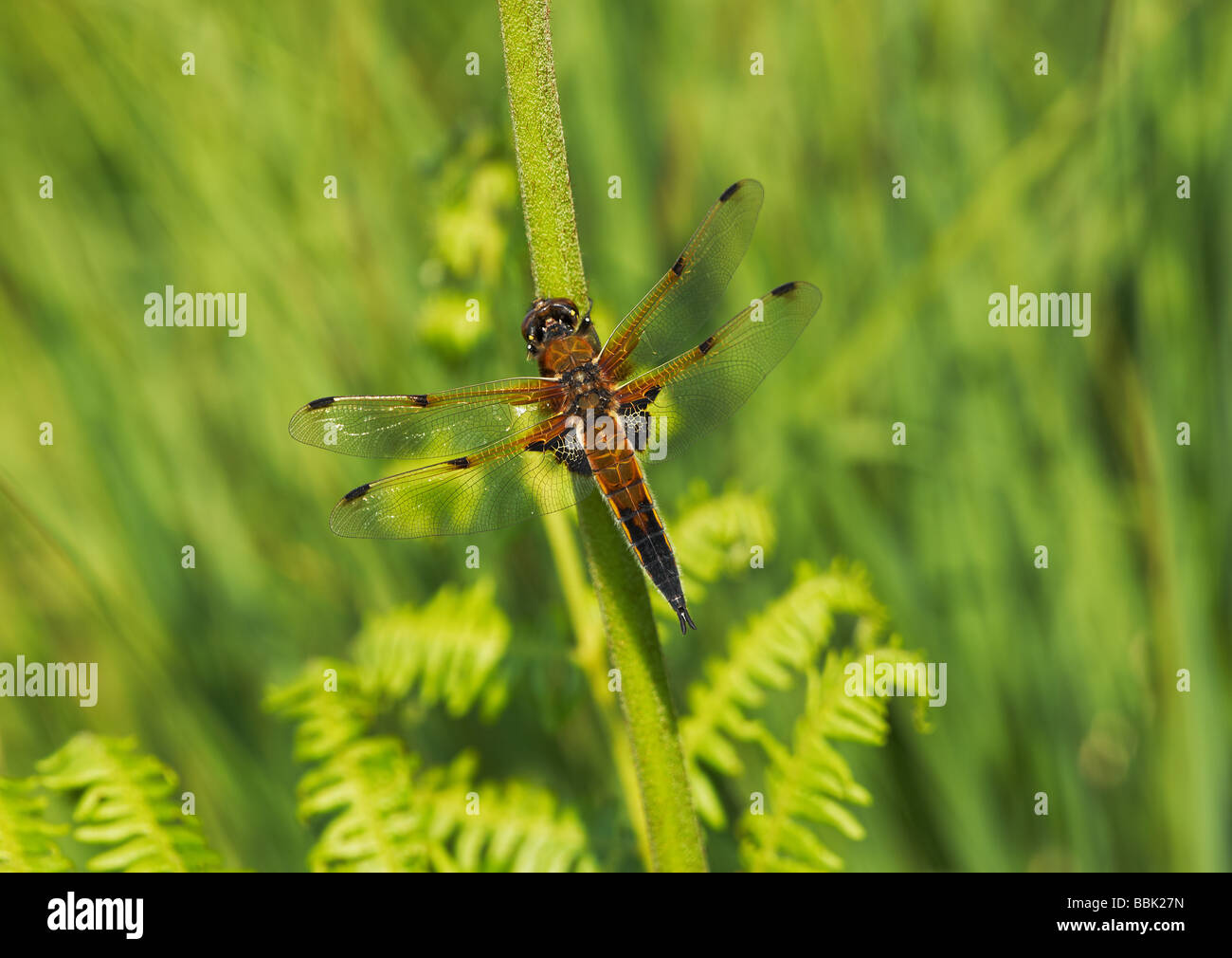 top4running dragonfly