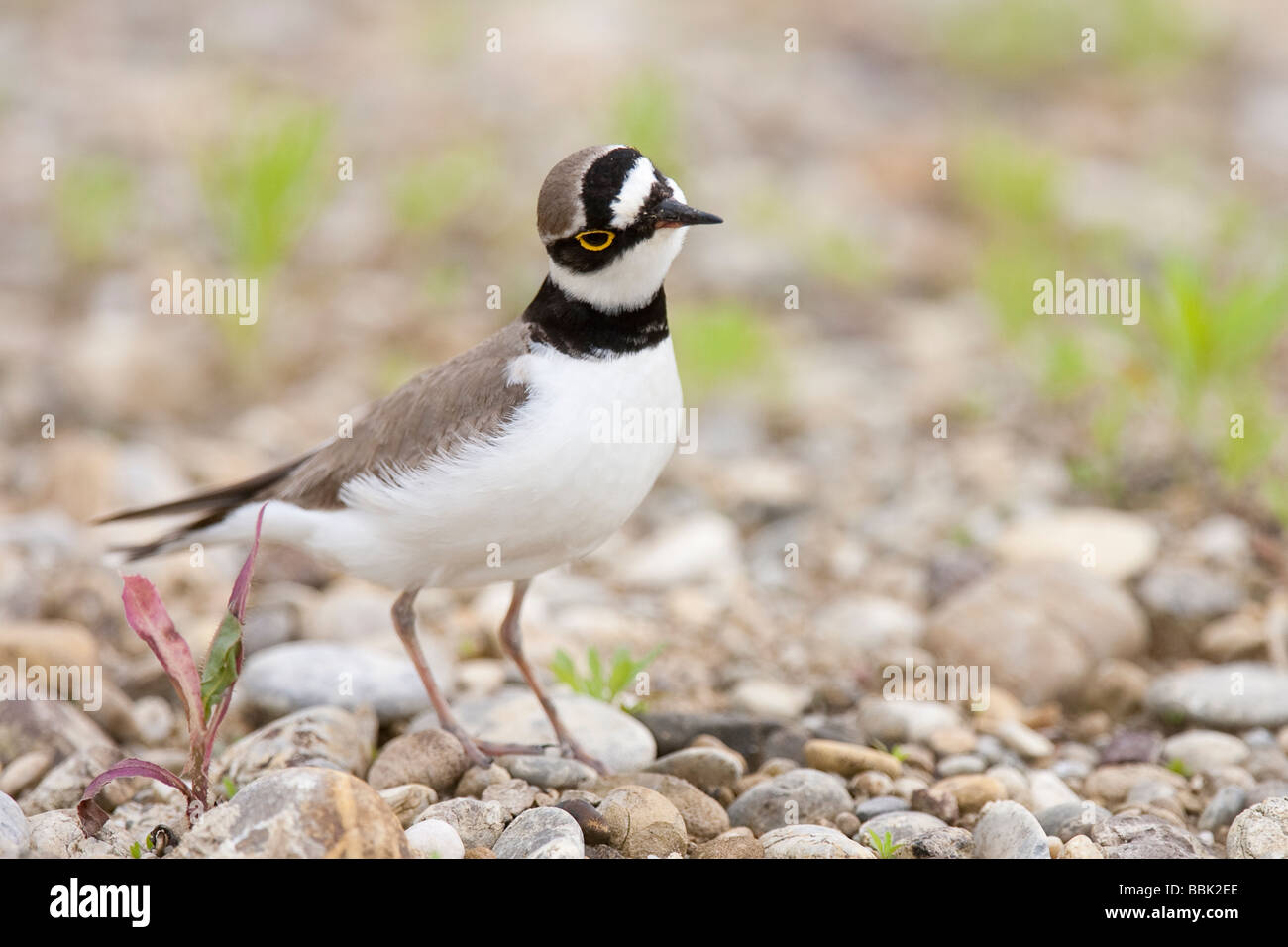 Flußregenpfeifer Charadrius dubius Little Ringed Plover Bavaria Germany Stock Photo