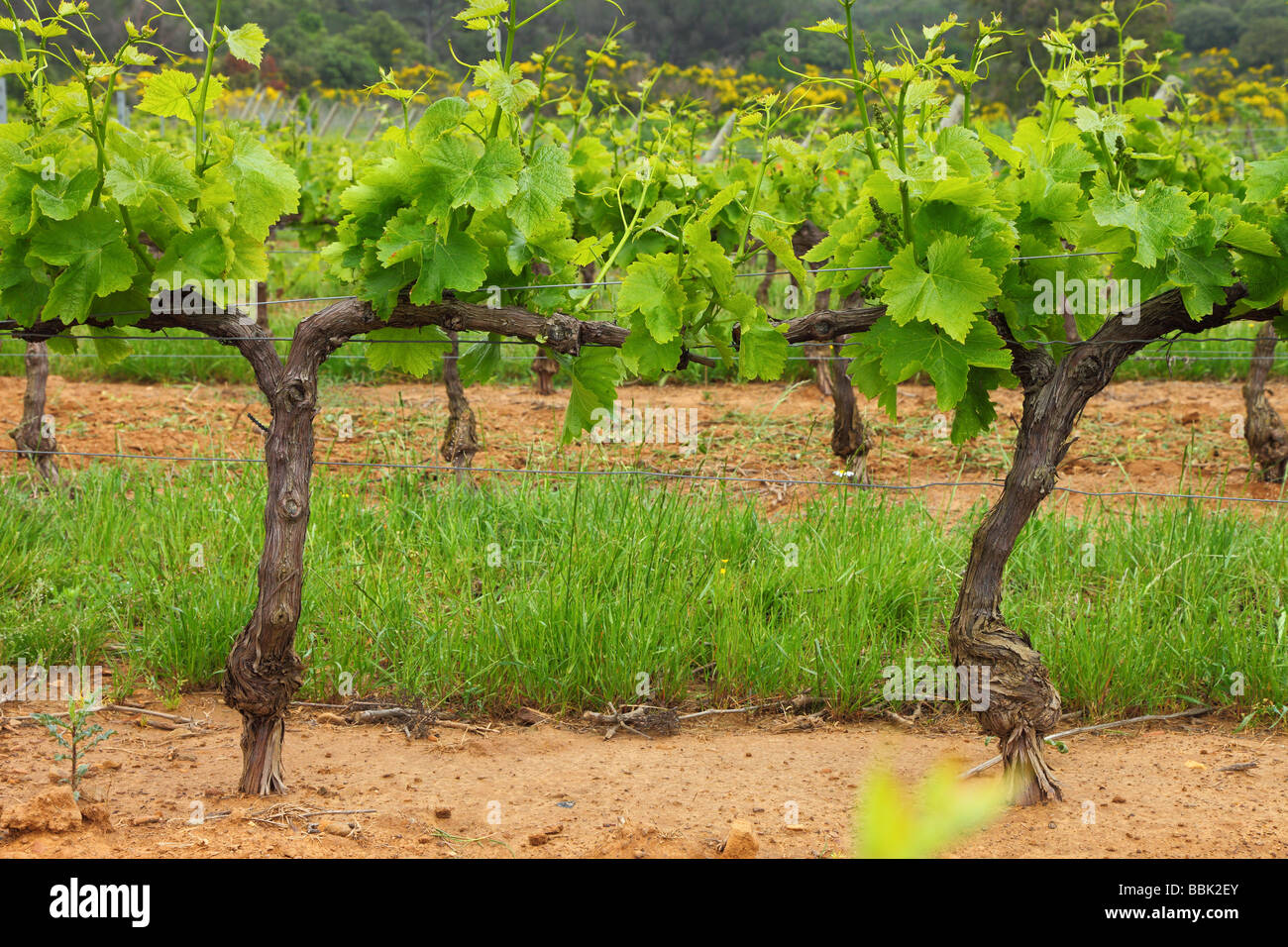 Vine grapes with young green spring leaves Minervois Languedoc-Rousillon France Vitis vinifera Stock Photo