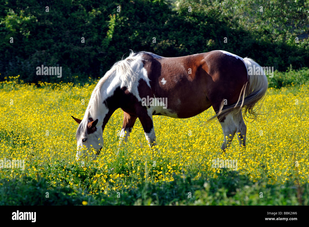Horse in water meadows, Oxford, Oxfordshire, England, UK Stock Photo