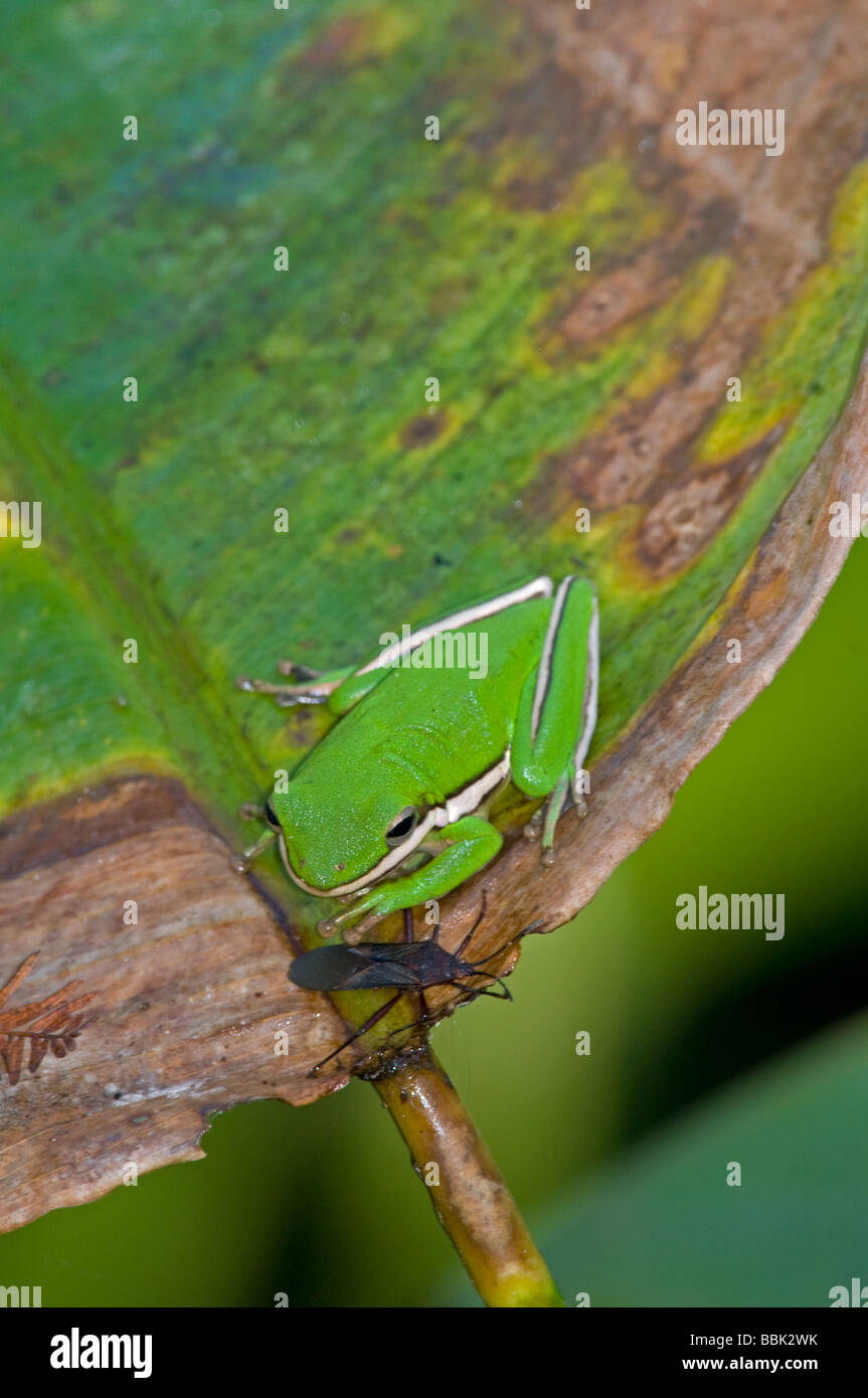 Green Treefrog:  Hyla cinerea with bug as potential prey Stock Photo