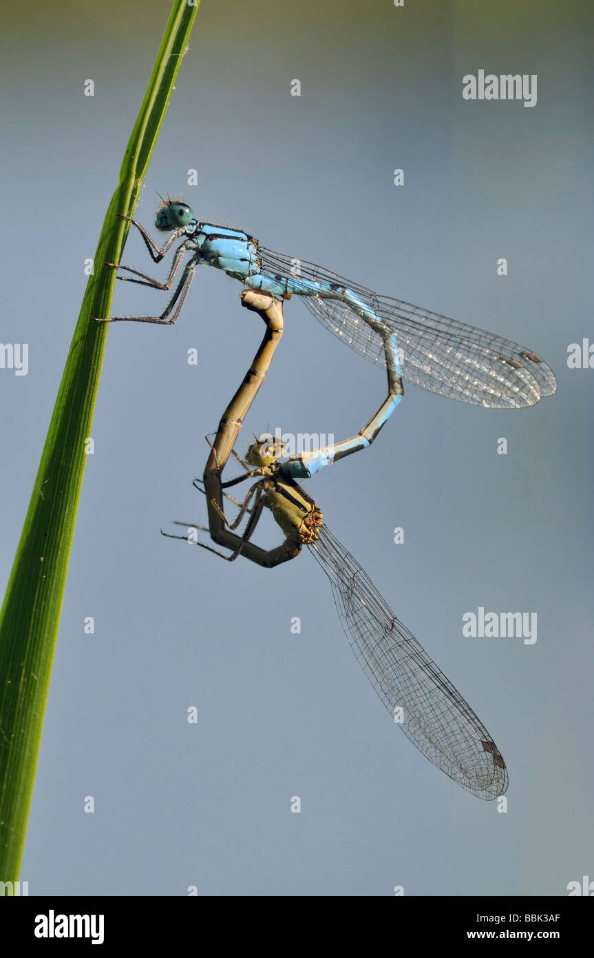 Common Blue Damselfly Enallagma cyathigerum Pair mating on grass leaf ...