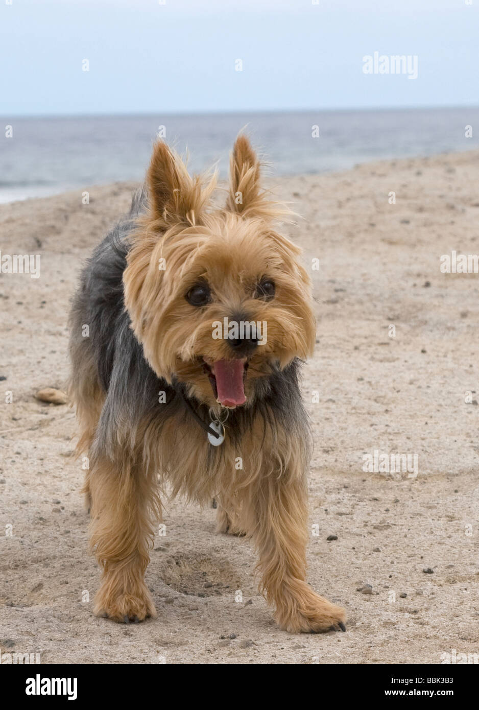 Yorkshire Terrier with funny expression, standing on beach Stock Photo