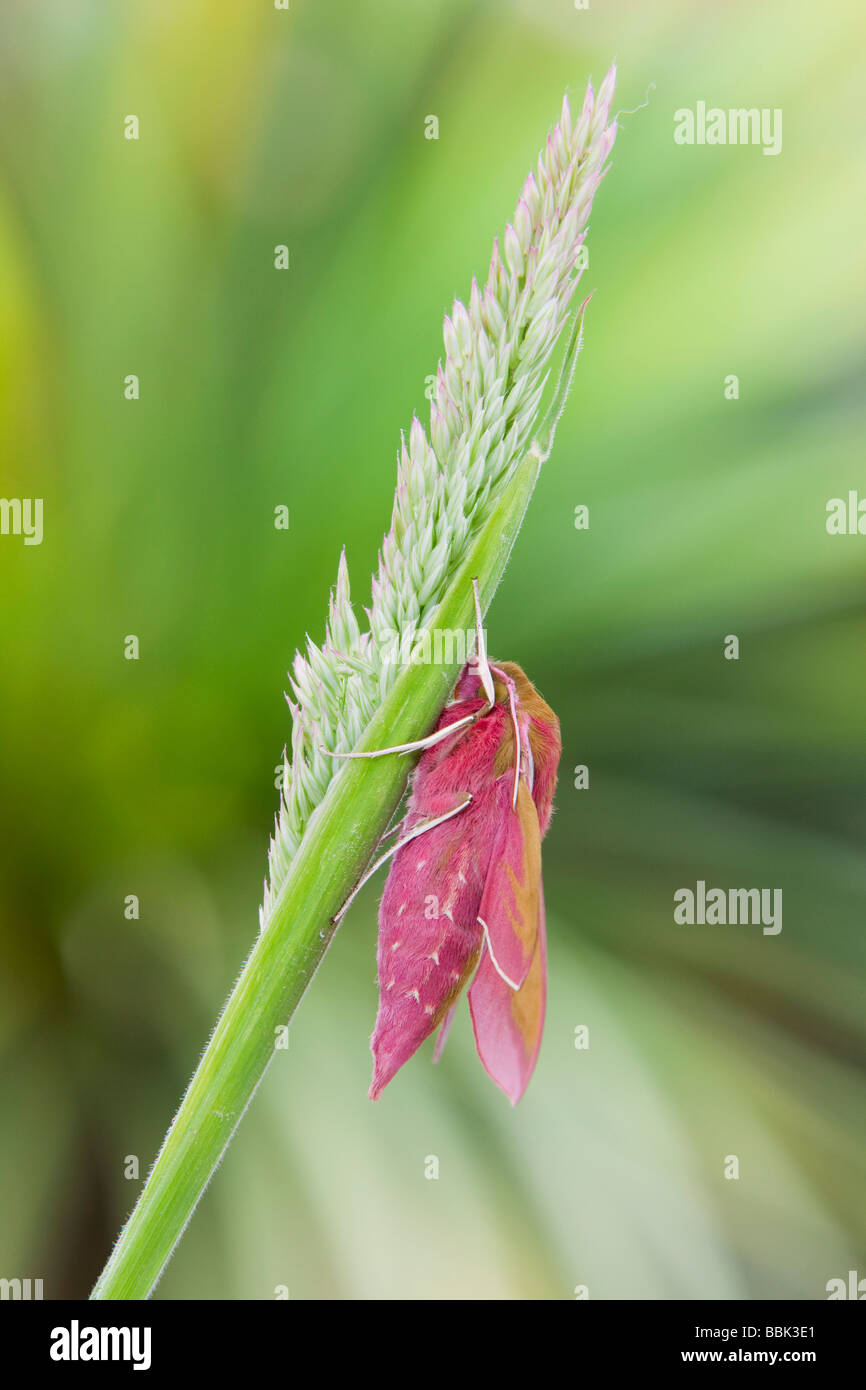 Moth pupae life cycle hi-res stock photography and images - Alamy