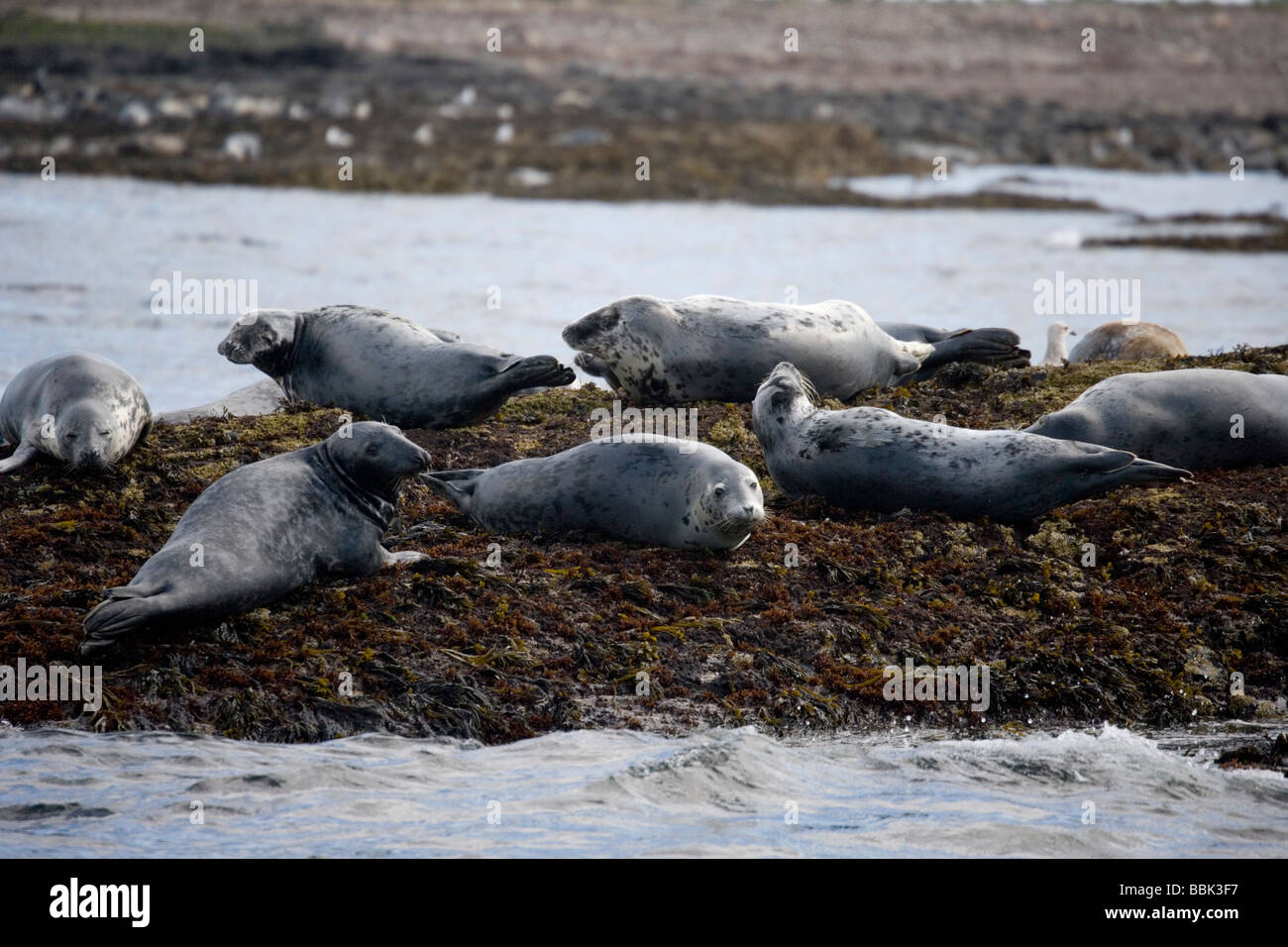 Group of grey seals resting on rocks in Northumberland, UK. Stock Photo
