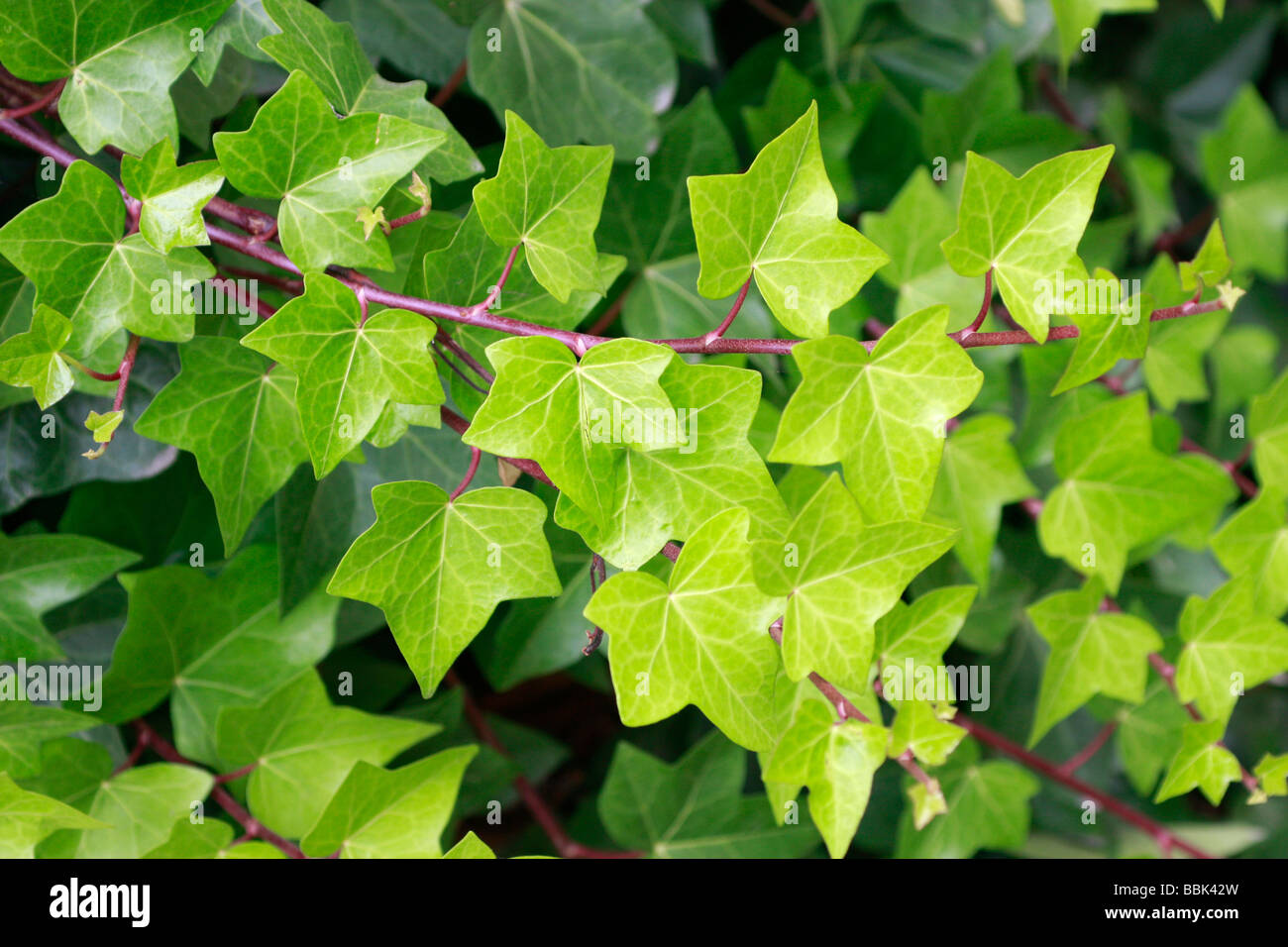 Fresh green Ivy  ,genus Hedera,is a perennial vine Stock Photo