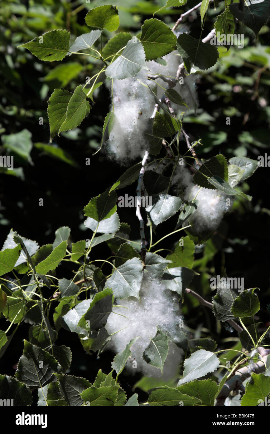 Cottonwood seeds hi-res stock photography and images - Alamy