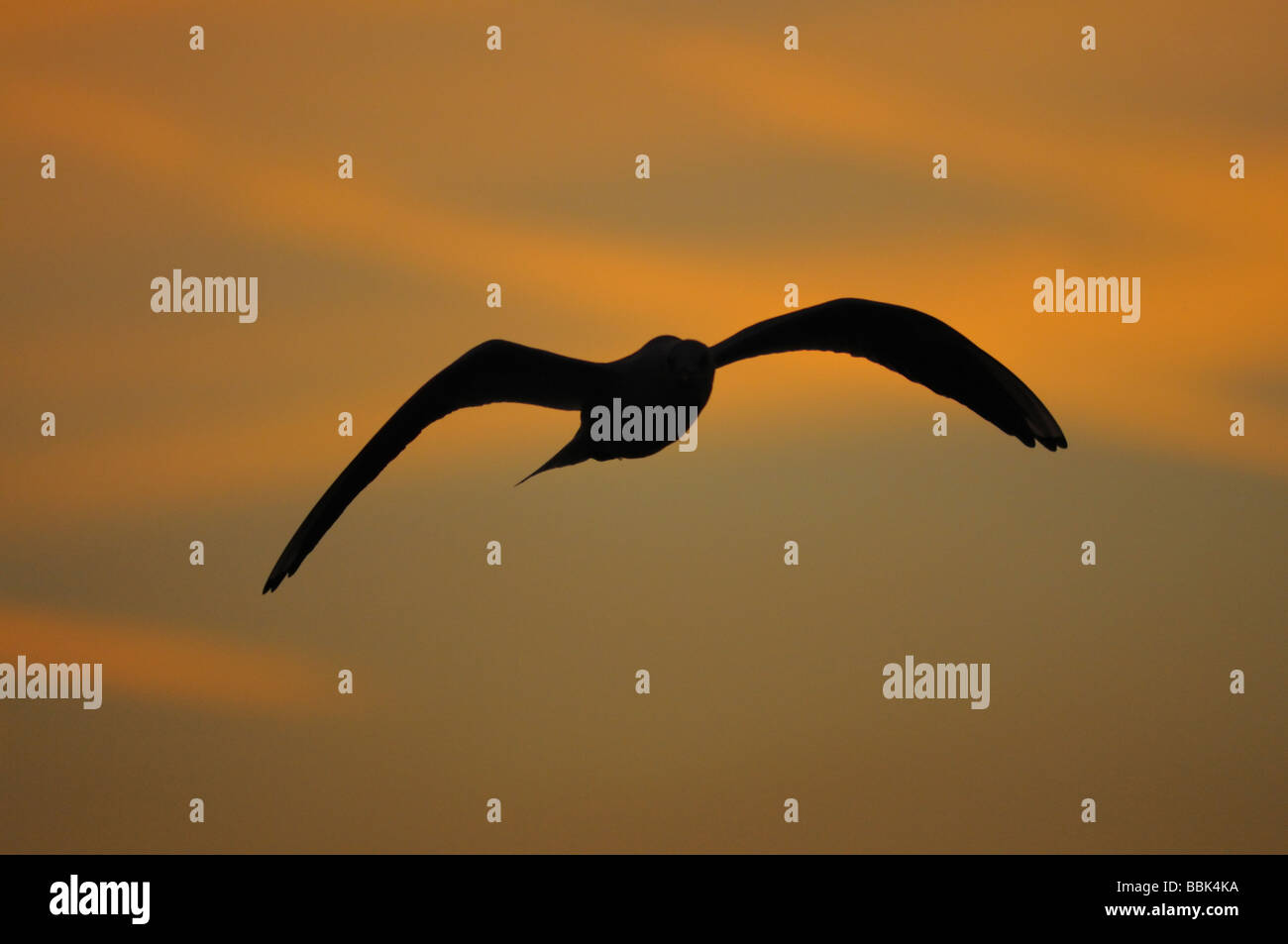 Herring Gull in flight Larus argentatus silhouetted against sunset sky Aldeburgh Suffolk September Stock Photo