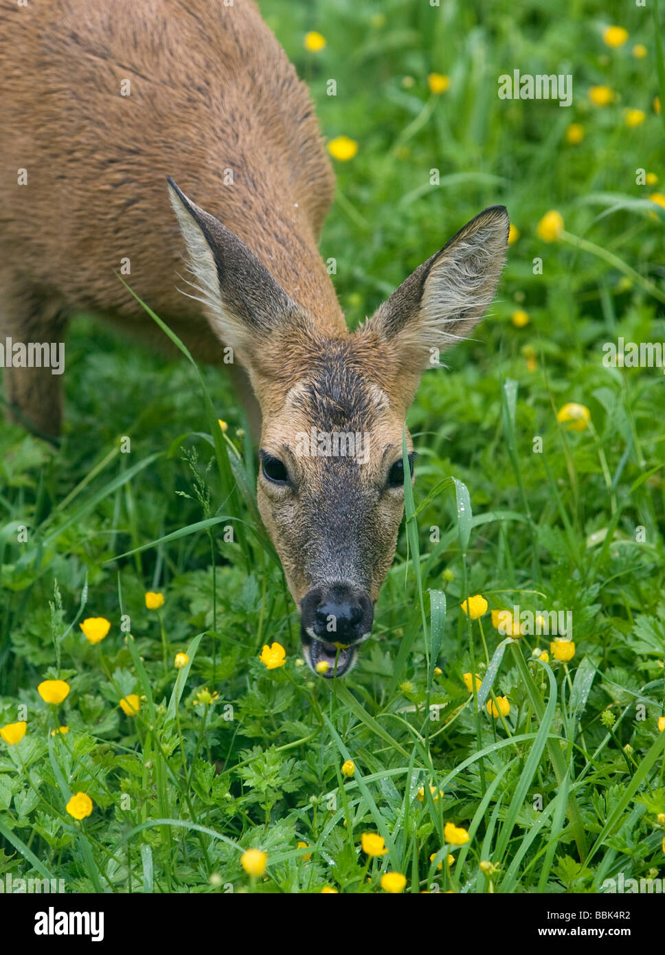 Female Roe Deer Capreolus capreolus eating and feeding on buttercups in