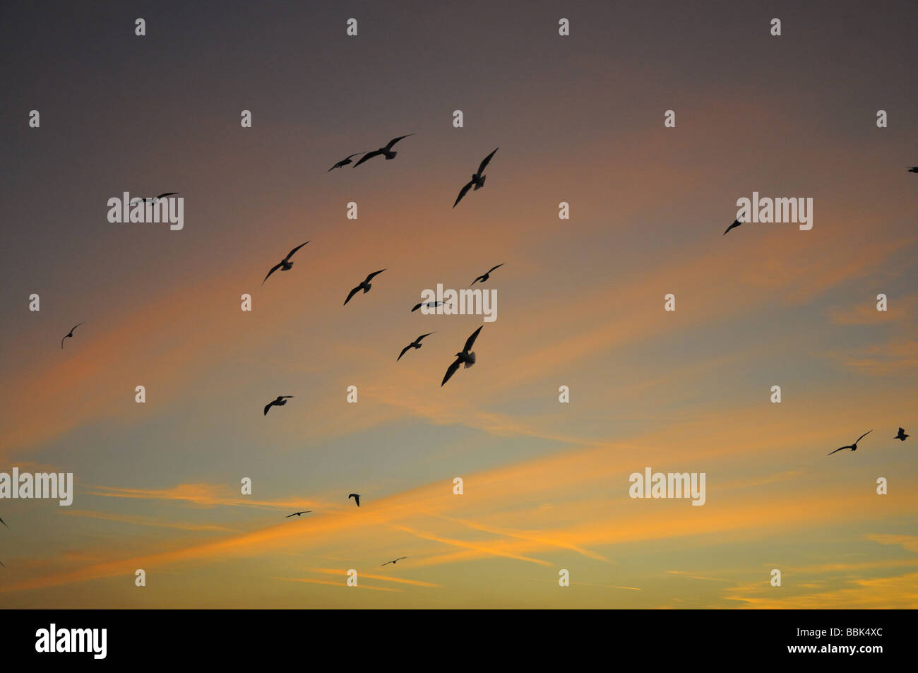 Gulls in flight against sunset sky Aldeburgh Suffolk Stock Photo
