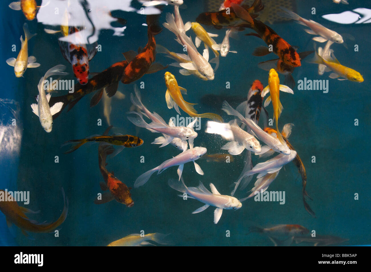 Koi carp in an aquatic store pond swimming near surface seeking food