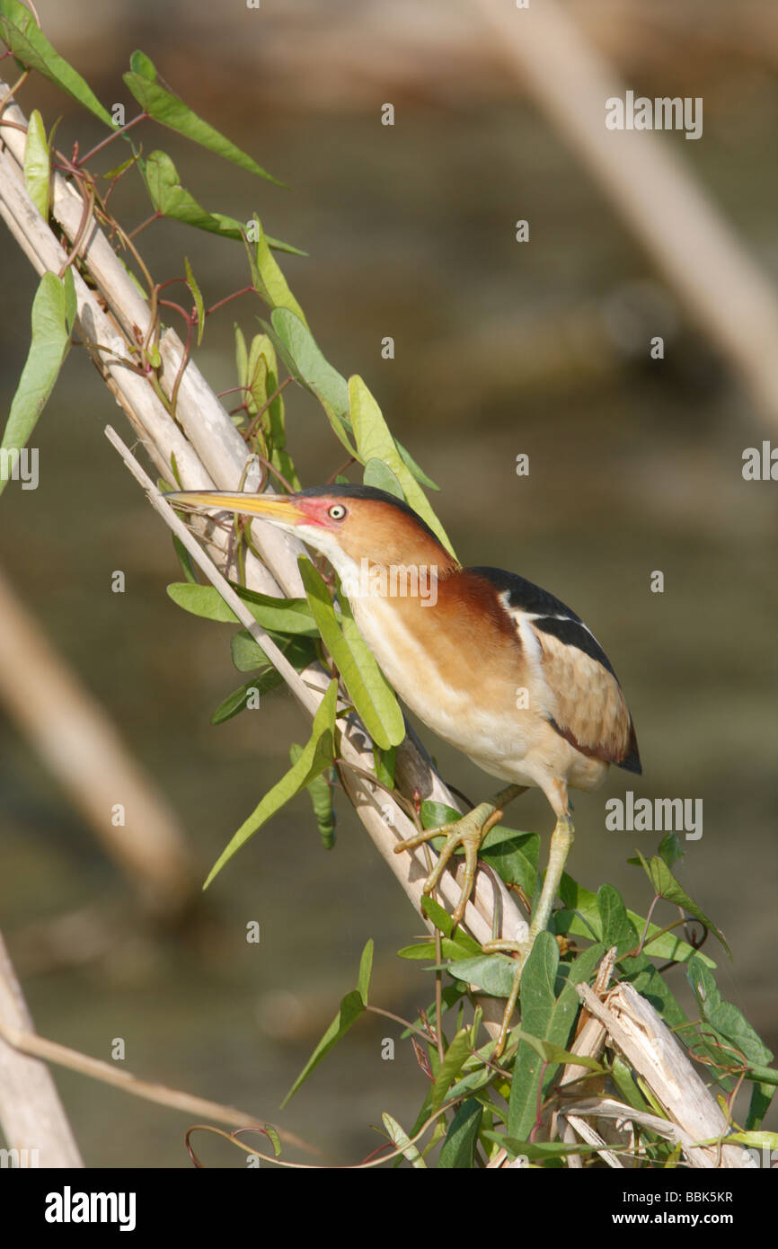 Least Bittern - Vertical Stock Photo