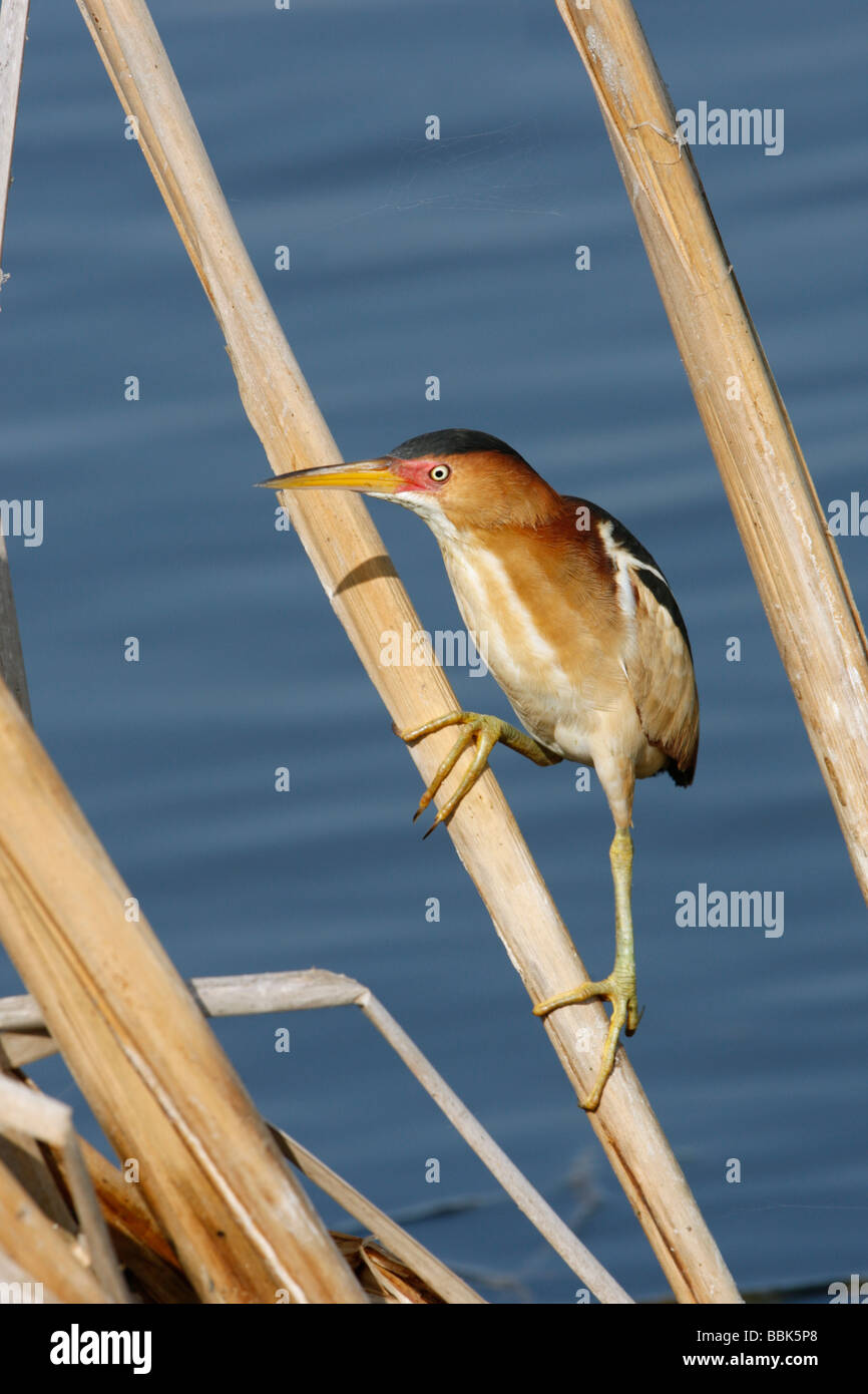 Least Bittern - Vertical Stock Photo