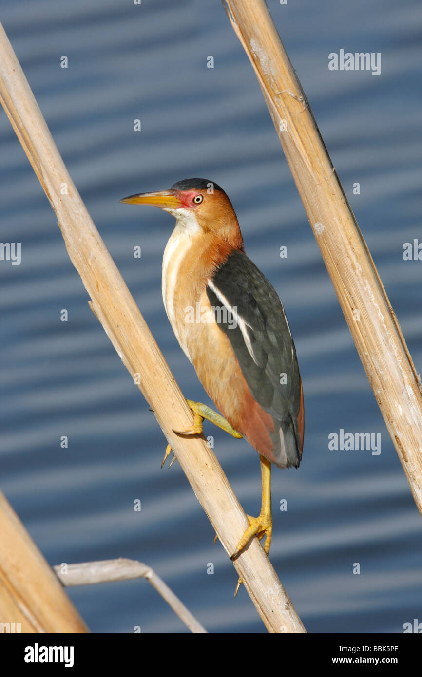 Least Bittern - Vertical Stock Photo