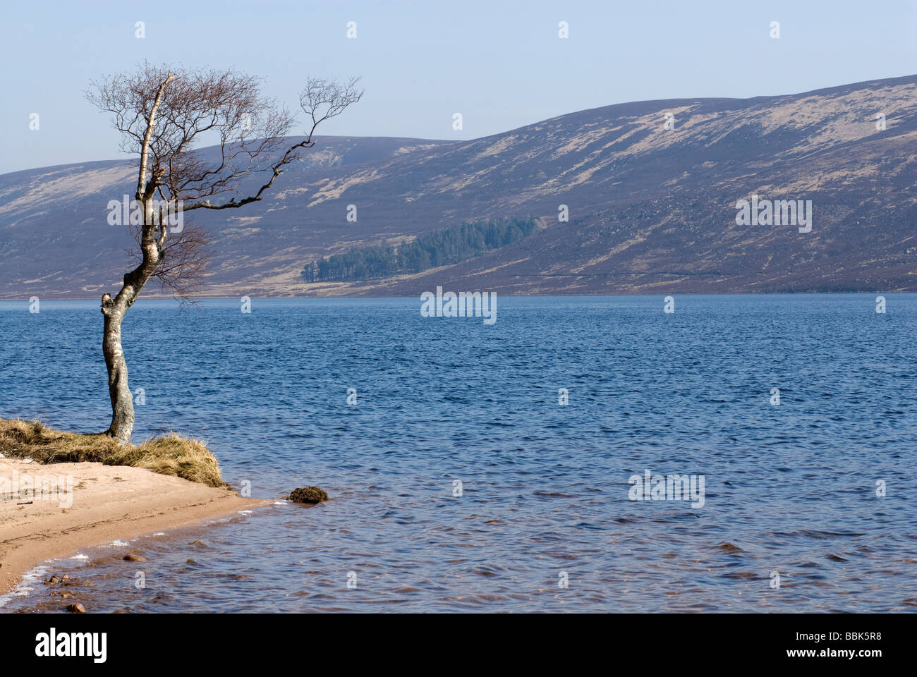 Single tree on the shoreline of Loch Muick, Scttish Highlands Stock Photo