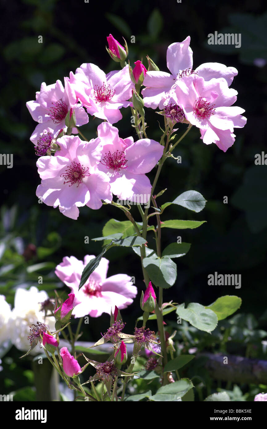 Rosa;Shrub Rose;'Dainty Bess';Section of bush in flower; Introduced in 1925. Stock Photo