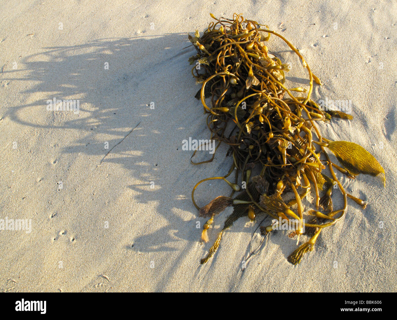 A bundle of brown and green seaweed, Huntington Beach CA Stock Photo