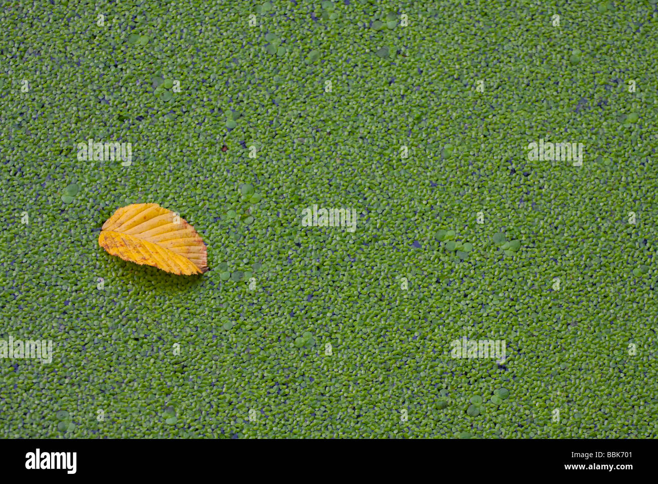 Solitary yellow leaf on a bed of green duckweed. Stock Photo