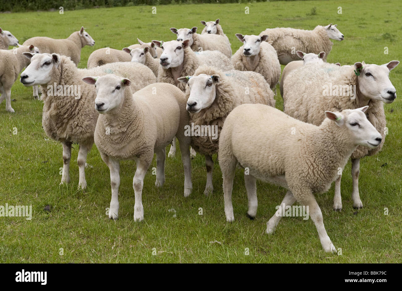 Part of a sheep flock of Welsh Lleyn pedigree ewes with lambs grazing in field Stock Photo