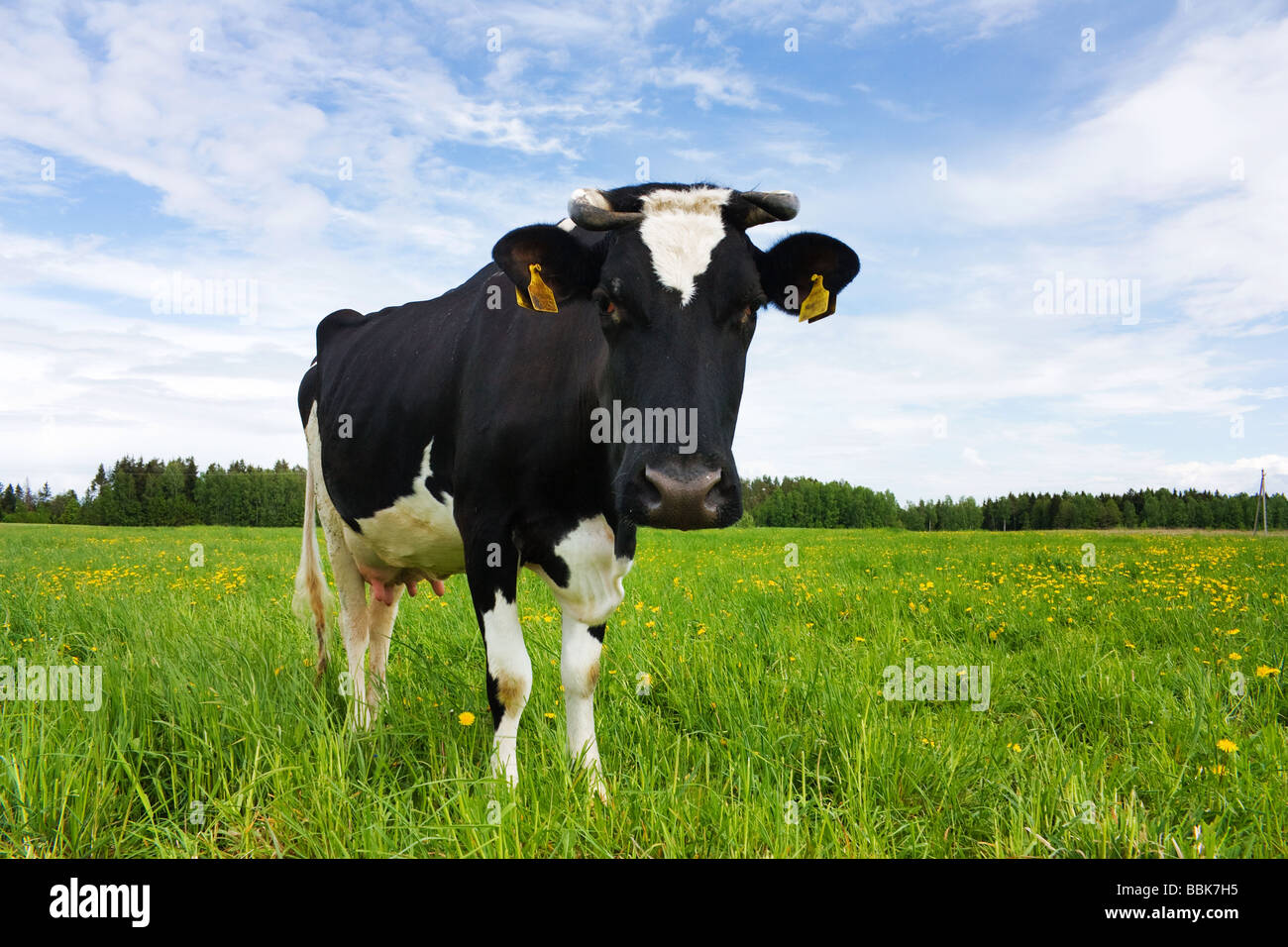 black and white cow in the meadow Stock Photo - Alamy