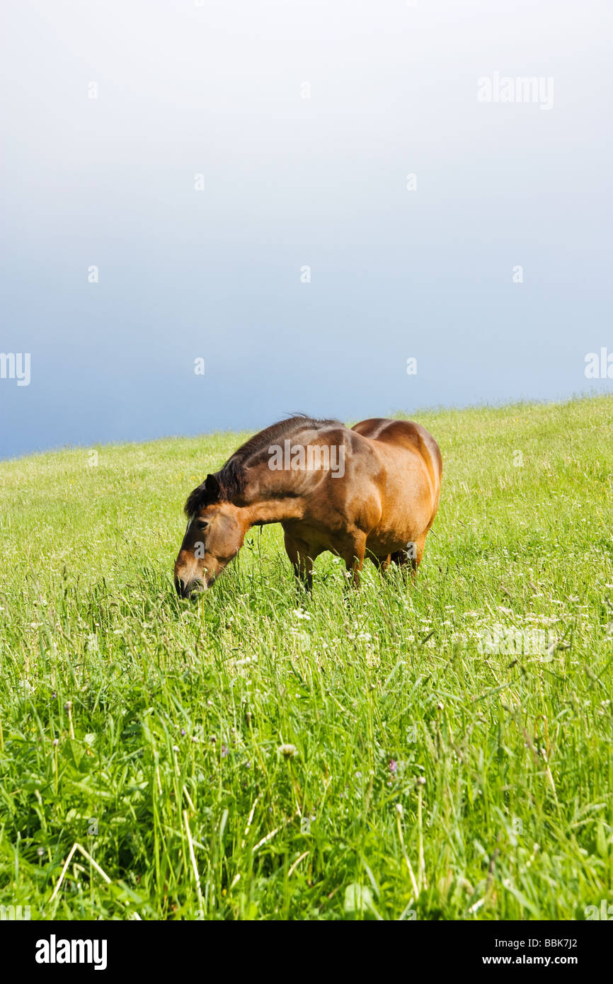 horse on the meadow Stock Photo