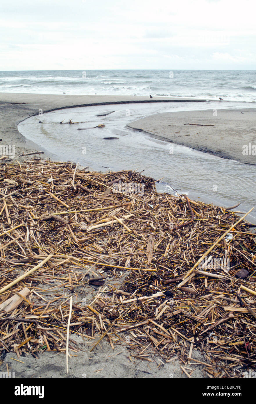 beach driftwood river stream ocean sea surf wave weather water nature Stock Photo Alamy