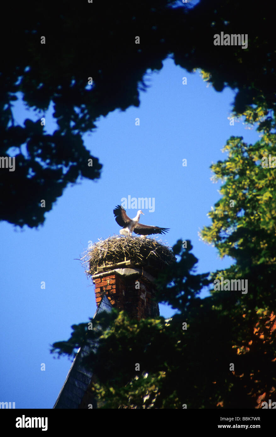 stork nest german good luck fortune bird roof chimney Stock Photo Alamy
