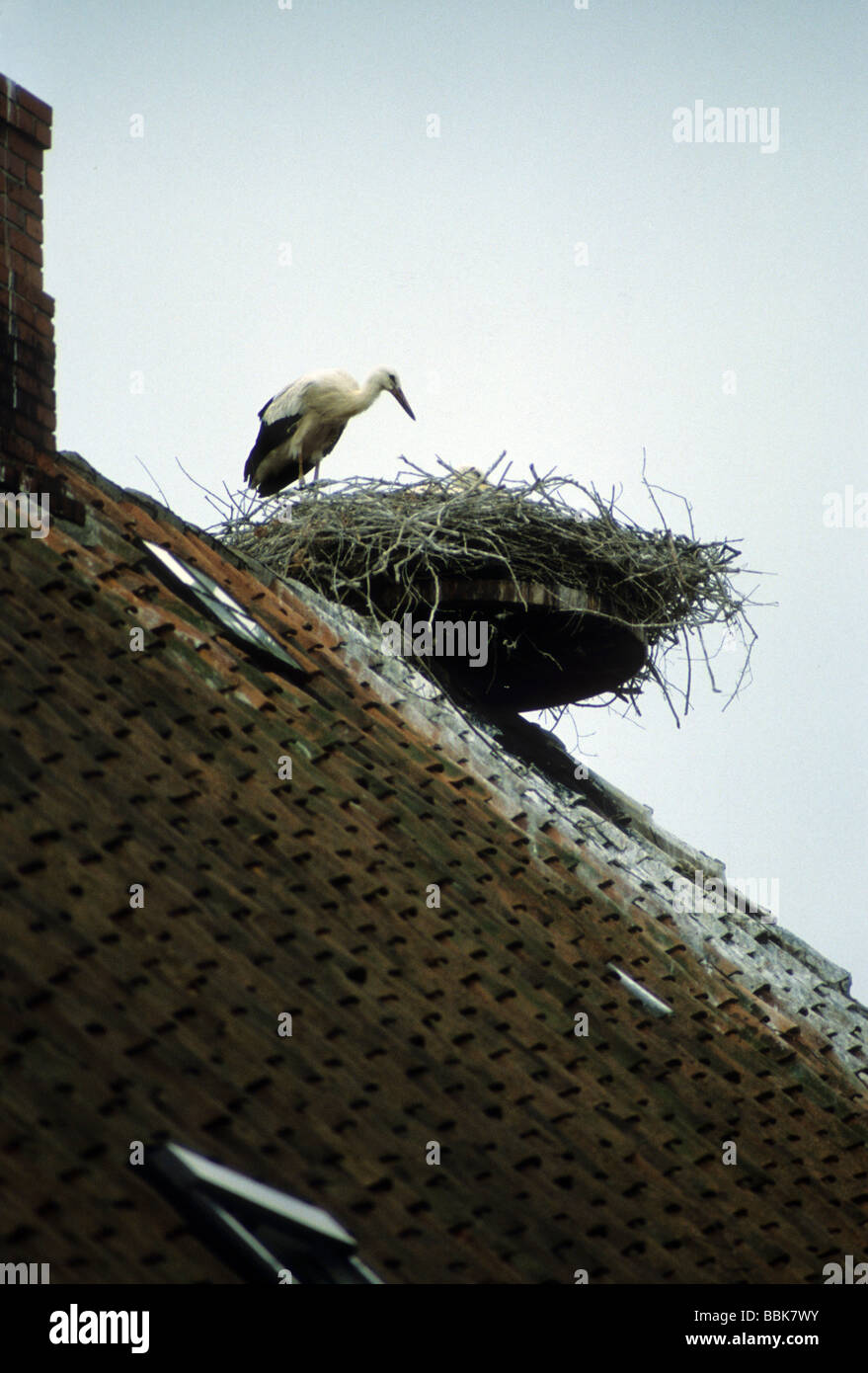 stork nest german good luck fortune bird roof chimney Stock Photo