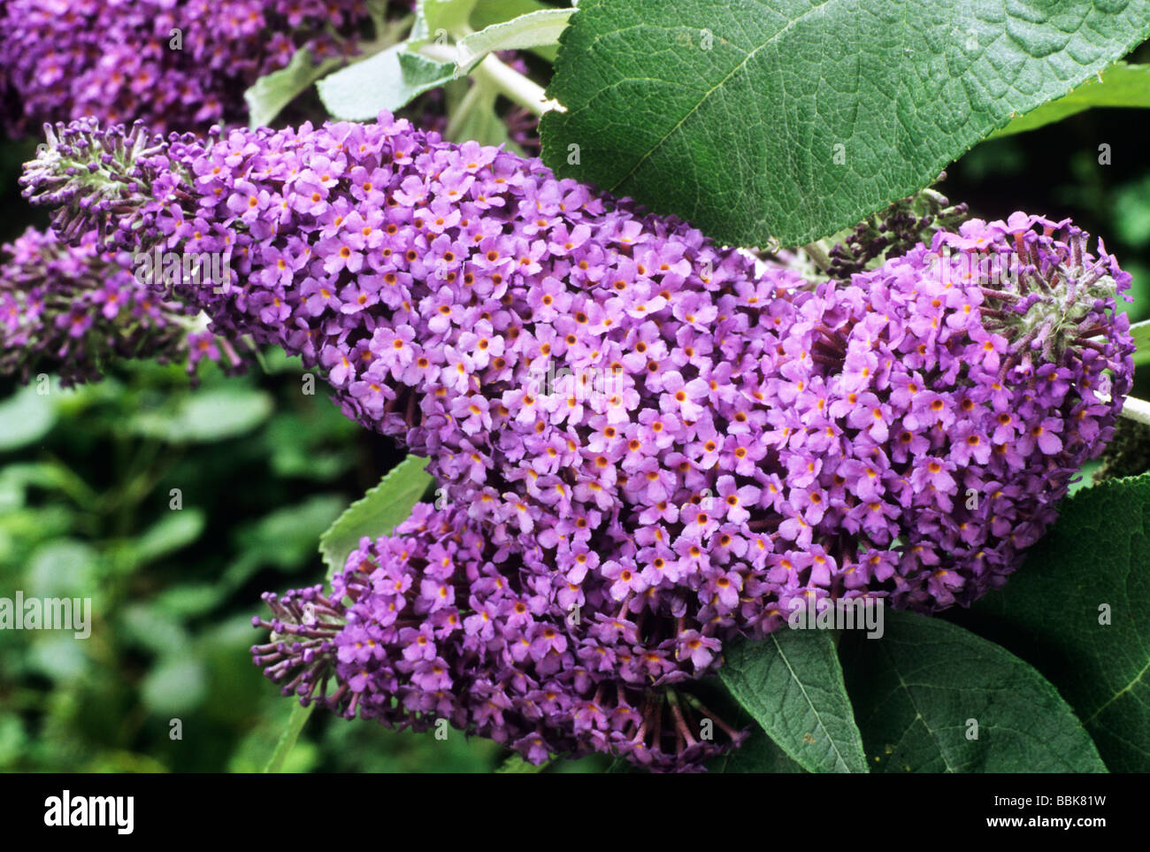 Buddleja 'Lochinch', purple flower flowers buddlejas buddleia buddleias butterfly bush garden plant plants Stock Photo