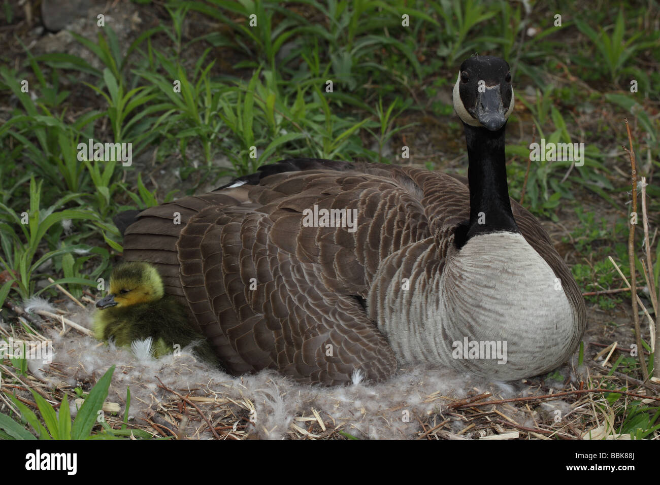 Canada goose branta canadensis precio hot sale