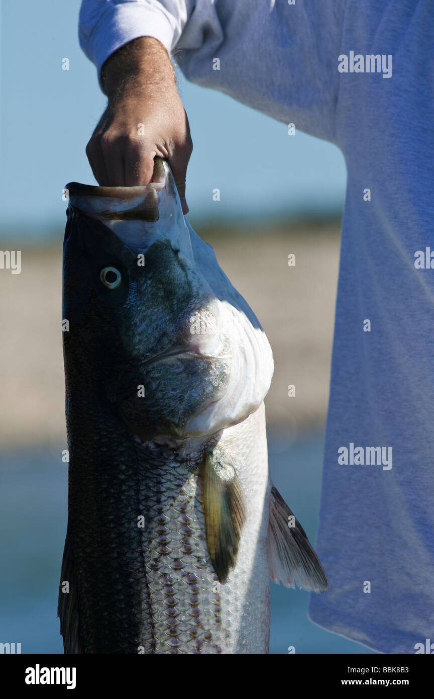 Bass landing hires stock photography and images Alamy
