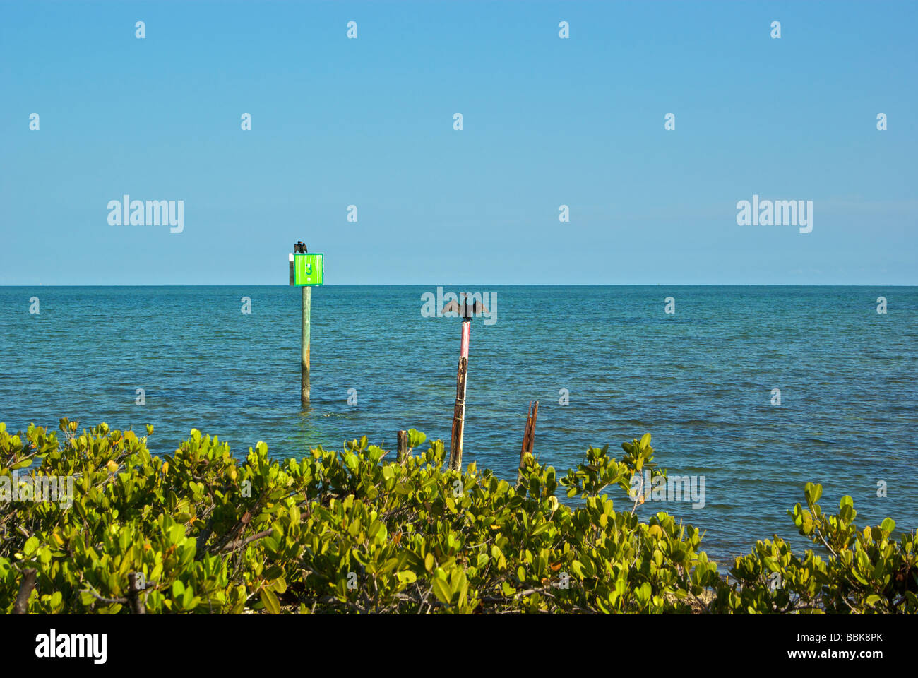 Cormorants spreading their wings to dry off on nautical navigation marker poles embedded in shallow Key Largo saltwater flats Stock Photo