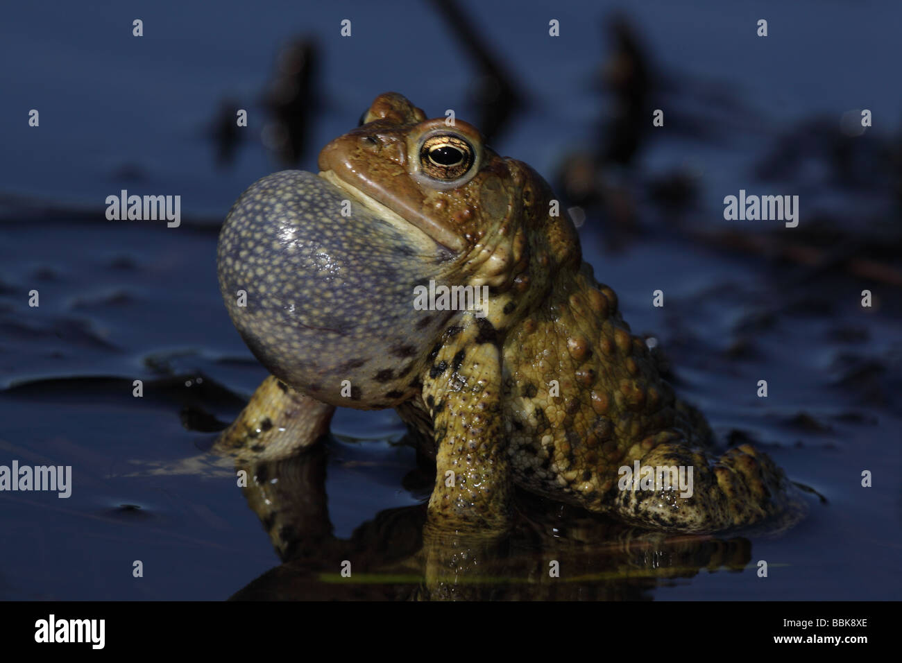 American Toad Calling Bufo Americanus Hi res Stock Photography And American Toad Calling Bufo Americanus Hi res Stock Photography And