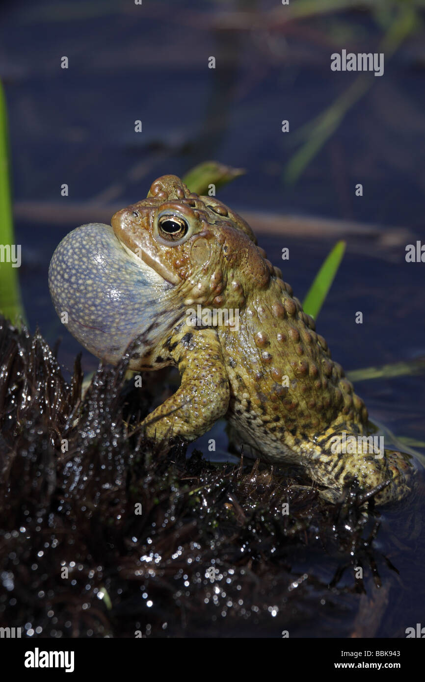 American Toad Calling Bufo Americanus Hi res Stock Photography And American Toad Calling Bufo Americanus Hi res Stock Photography And