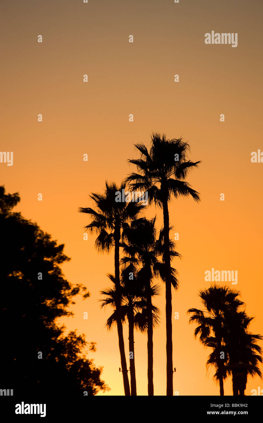 Palm Trees Newport Beach Orange County California Stock Photo Alamy