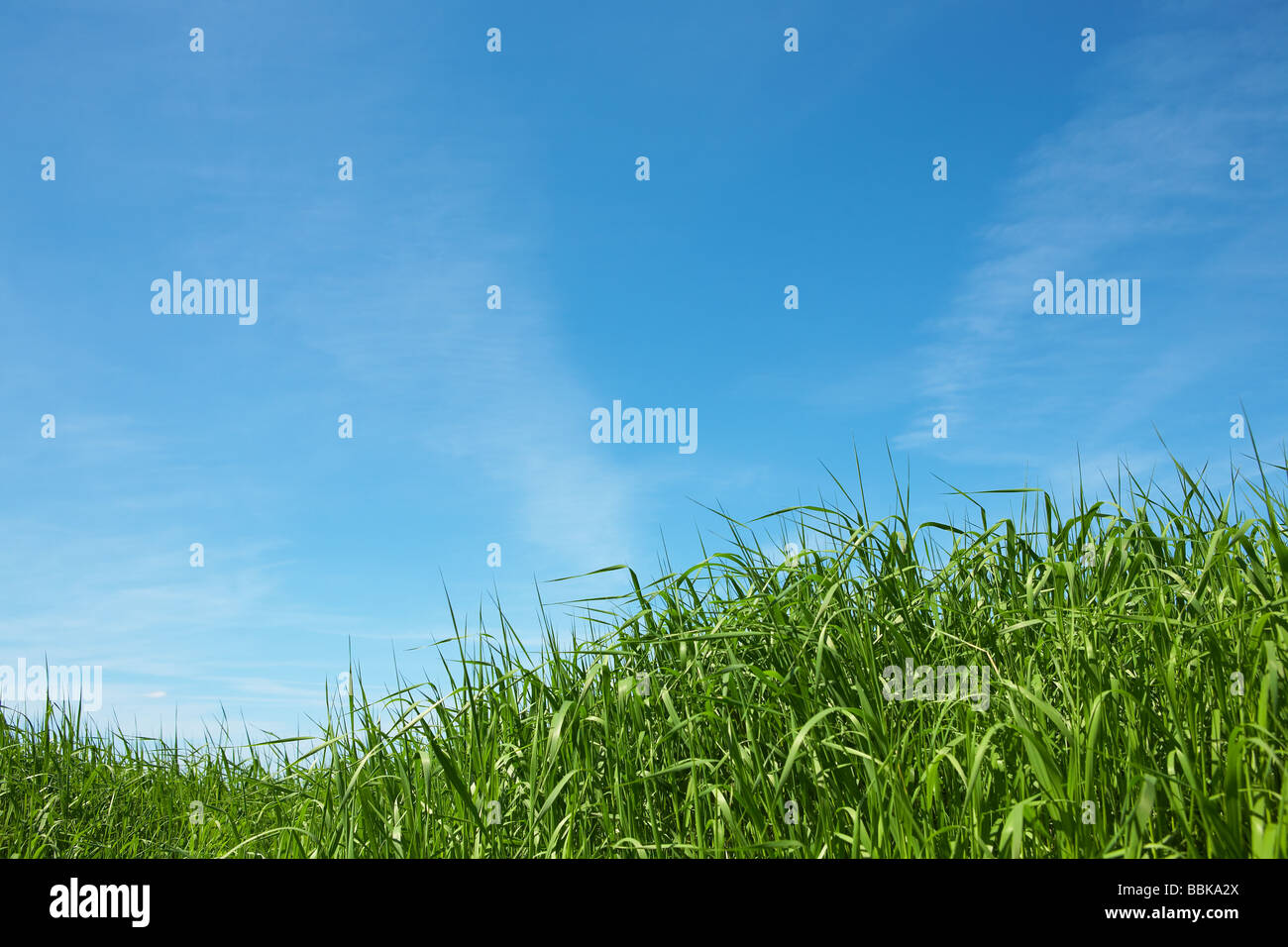 Green grass and blue sky Stock Photo - Alamy