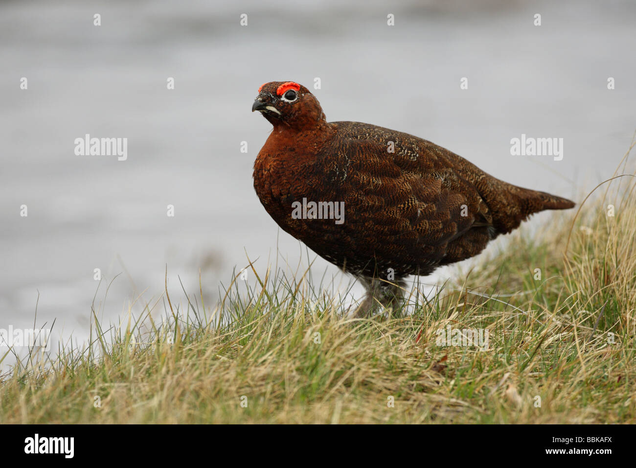 Red Grouse lagopus lagopus scoticus walking in the grass by the side of a loch Stock Photo