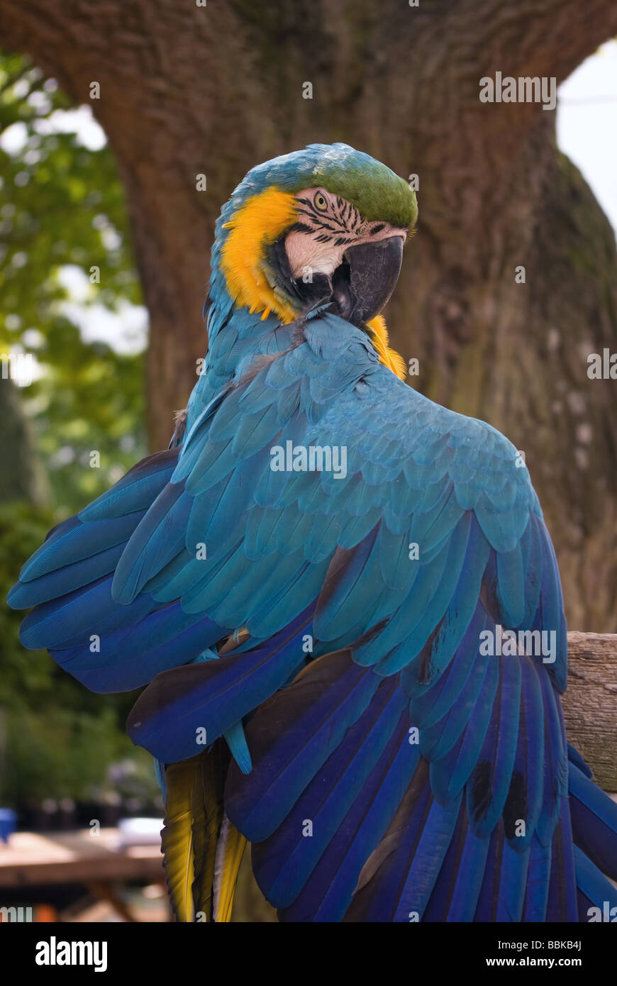 A colourful macaw preens himsself Stock Photo