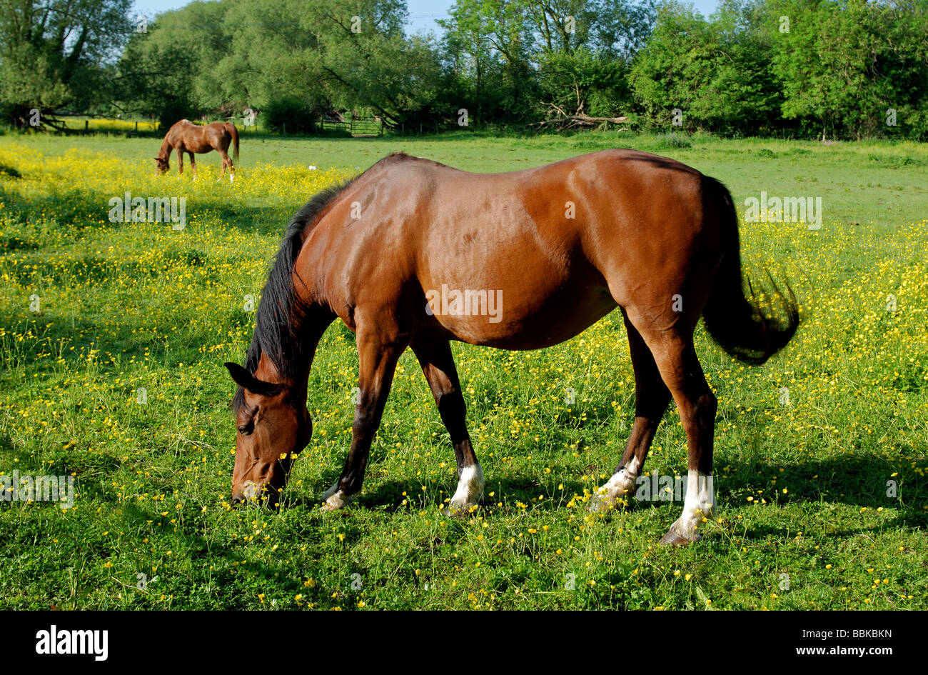 Horses in water meadows, Oxford, Oxfordshire, England, UK Stock Photo