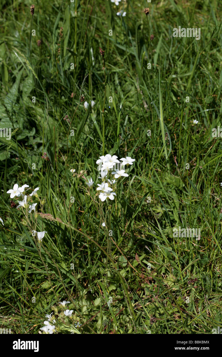 Meadow Saxifrage Lathkill Dale Derbyshire England Stock Photo