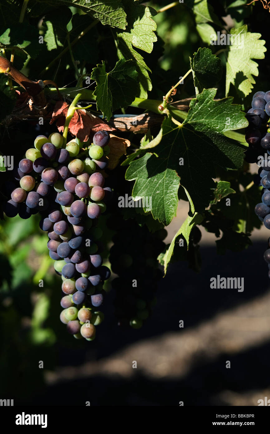 Detail of shiraz grapes hanging on the vines in Barossa Valley Stock