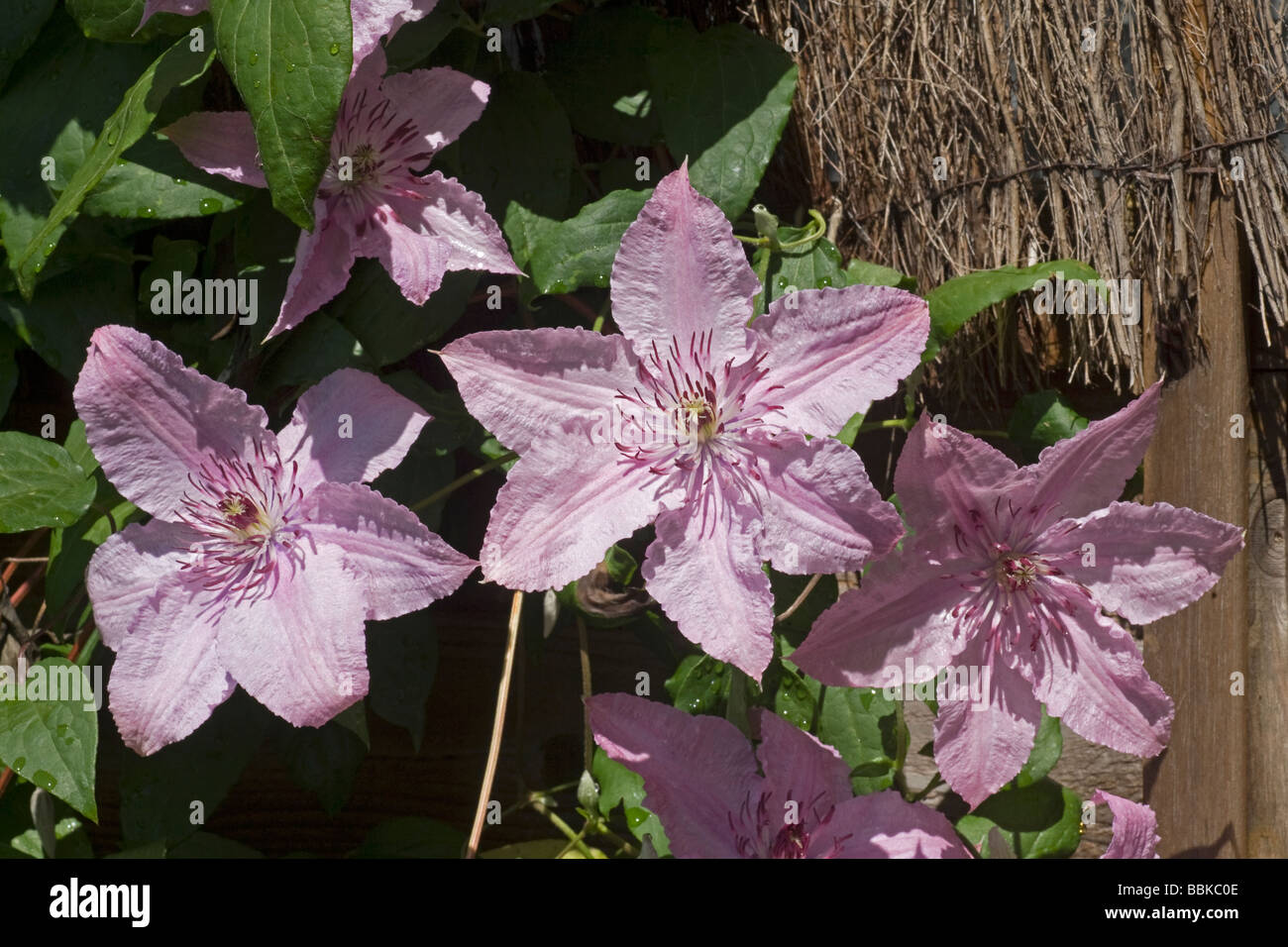Clematis 'Hagley Hybrid' Large flowers up to 15cm in shell pink with contrasting dark red anthers. Extremely free flowering Stock Photo