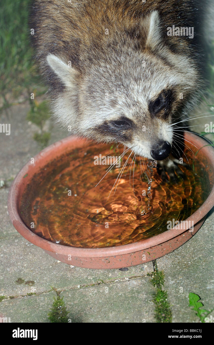 North American Raccoon visits a Illinois urban garden to drink Stock Photo