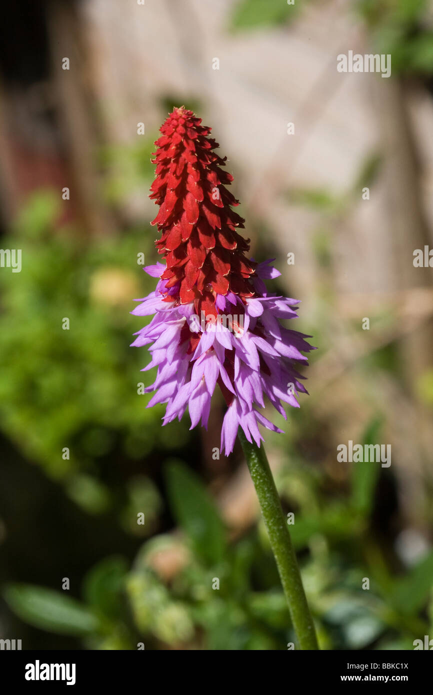 Alpine Primula Vialii flower Stock Photo