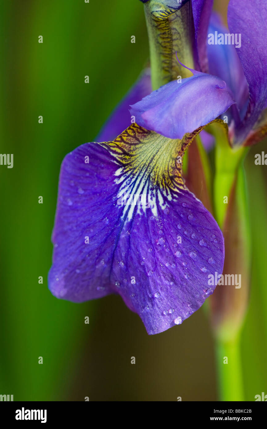 iris petal close up Stock Photo - Alamy
