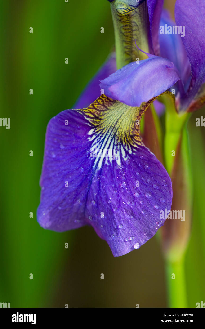 iris petal close up Stock Photo